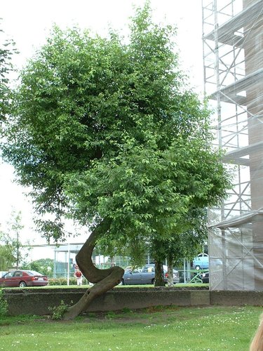 Malus sieboldii – Evere, Chaussée de Louvain, 977 –  14 Juin 2002