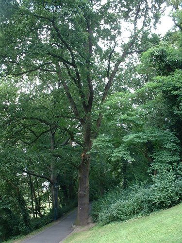 Chêne pédonculé – Auderghem, Parc Tenreuken, Avenue du Grand Forestier –  19 Juillet 2002