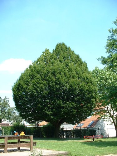 Carpinus betulus f. fastigiata – Woluwé-Saint-Lambert, Rue Neerveld –  26 Juin 2002