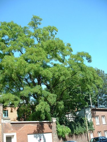 Gewone acacia – Schaarbeek, Artanstraat, 117 –  16 Juli 2002