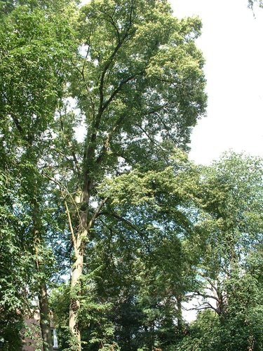 Kleinbladige linde – Watermaal-Bosvoorde, Emile Van Becelaerelaan, 162 –  18 Juli 2002