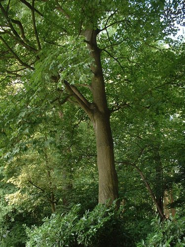 Kolchische Esdoorn – Watermaal-Bosvoorde, Tenreukenpark, Vorstlaan –  19 Juli 2002