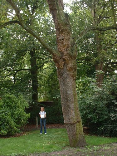 Acer pseudoplatanus f. aureovariegatum – St.- Gillis, Brugmannlaan, 29 –  19 August 2002