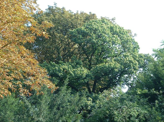 Tamme kastanje – St.- Gillis, Charleroise Steenweg, 116 –  23 August 2002