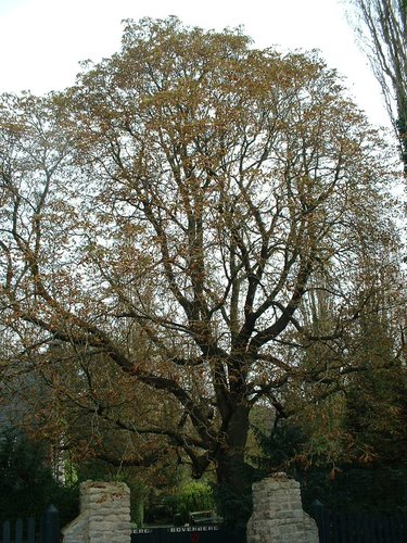 Marronnier commun – Woluwé-Saint-Pierre, Bovenberg, 120 –  01 Octobre 2002