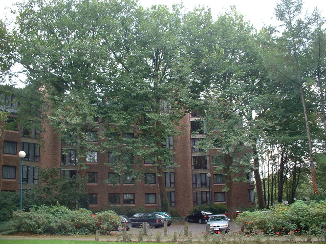 Gewone plataan – St.- Pieters - Woluwe, Bosstraat, 382 –  02 Oktober 2002