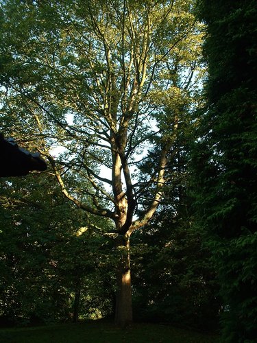 Acer pseudoplatanus f. aureovariegatum – St.- Pieters - Woluwe, Tervurenlaan, 262 –  04 Oktober 2002