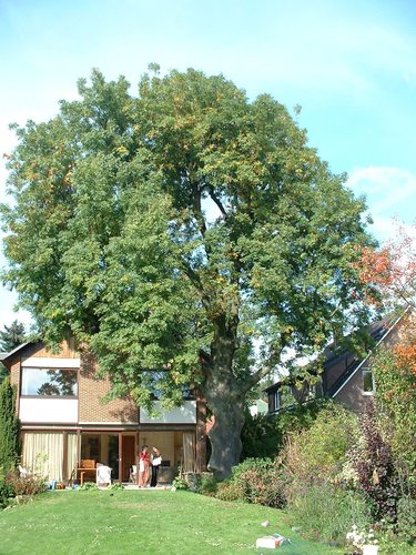 Gewone es – St.- Pieters - Woluwe, Schermkunstlaan, 87 –  18 Oktober 2002