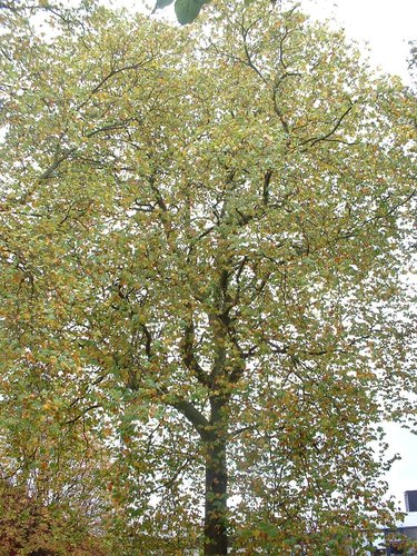 Platane à feuille d'érable – Woluwé-Saint-Pierre, Avenue Salomé, 2 –  22 Octobre 2002