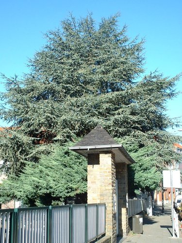 Cèdre bleu de l'Atlas – Woluwé-Saint-Pierre, Rue Felix De Keuster, 60 –  24 Octobre 2002