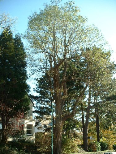 Gewone acacia – St.- Pieters - Woluwe, Paulalaan, 23 –  28 Oktober 2002