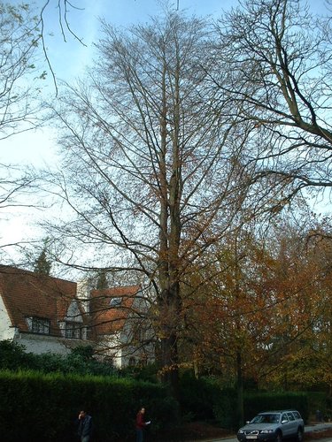 Hêtre d'Europe – Woluwé-Saint-Pierre, Avenue de Tervueren, 429 –  06 Novembre 2002