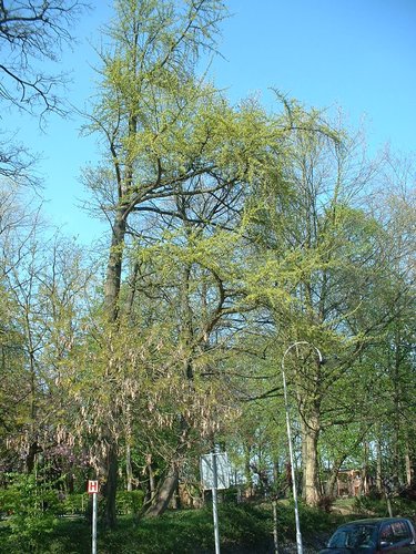 Japanse notenboom – Sint-Jans-Molenbeek, Carl Requettelaan –  15 April 2003