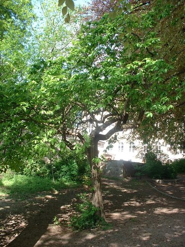 Néflier – Woluwé-Saint-Lambert, Rue Vergote, 40 –  29 Avril 2003