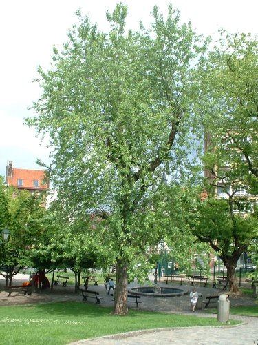 Witte esdoorn – Etterbeek, Leopoldstadsquare –  21 Mei 2003