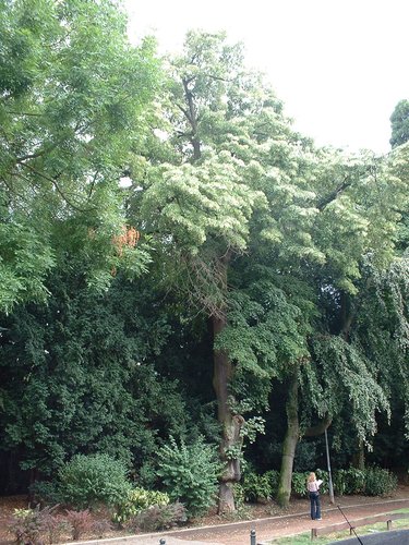 Tilleul argenté pleureur – Ixelles, Allée H.Demarque, Chaussée de Boondael –  30 Juillet 2003