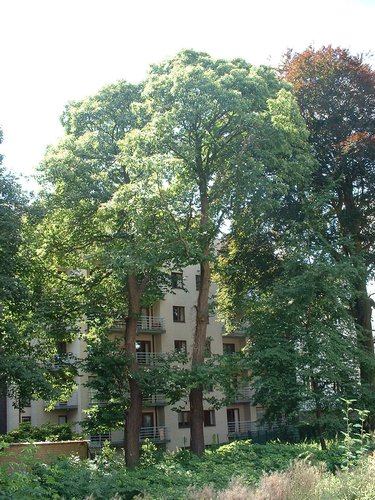 Châtaignier – Ixelles, Avenue Antoine Depage –  31 Juillet 2003