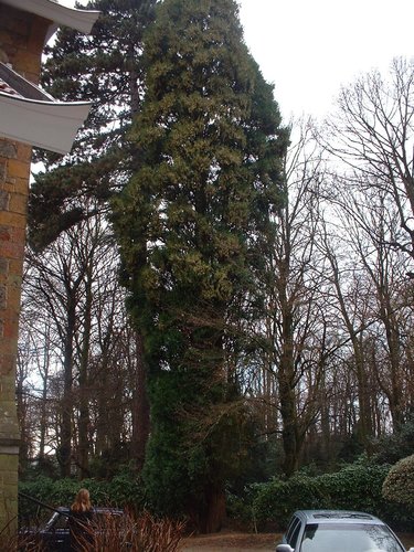 Calocedrus decurrens 'Columnaris' – Uccle, Avenue Circulaire, 70 –  09 Janvier 2004