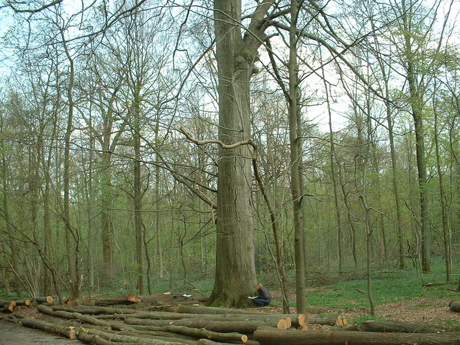 Beuk – Oudergem, Zoniënwoud, Tervuursesteenweg –  15 April 2004