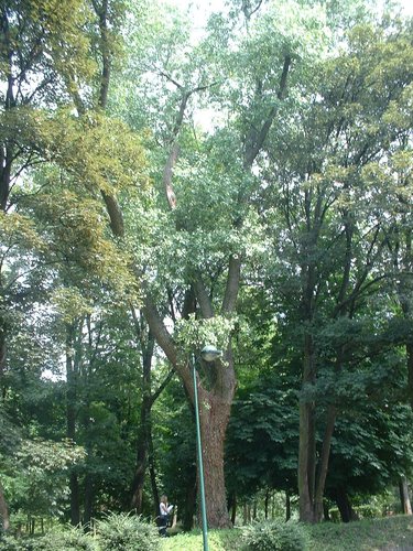 Peuplier du Canada – Molenbeek-Saint-Jean, Parc Hauwaert, parc –  09 Juin 2004