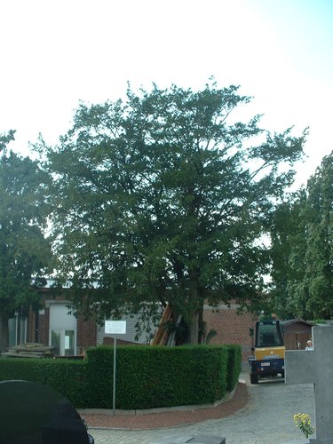 Venijnboom – Sint-Jans-Molenbeek, Begraafplaats van Sint-Jans-Molenbeek, cimetière –  28 Juni 2004