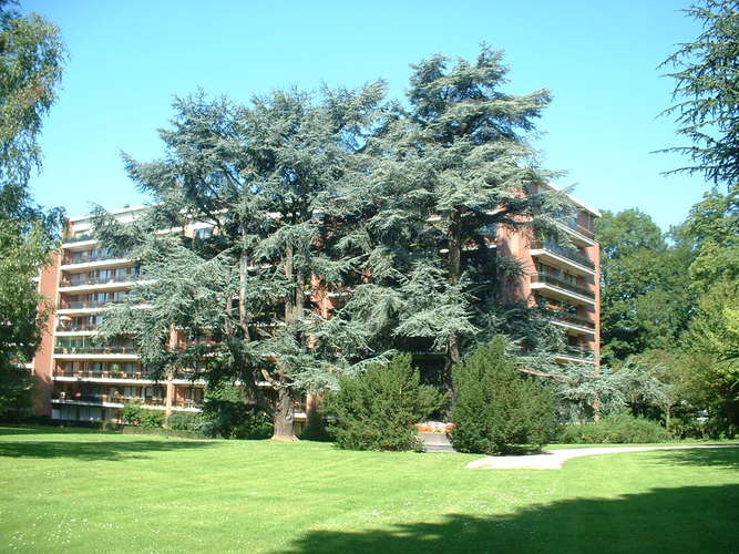 Cèdre bleu de l'Atlas – Uccle, Parc Cherridreux, parc privé –  16 Août 2005