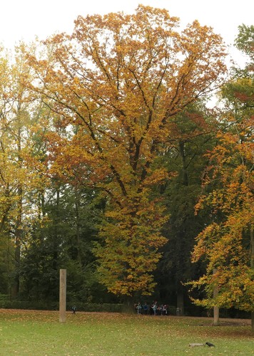 Hêtre pourpre – Jette, Avenue du Laerbeek –  27 Octobre 2021