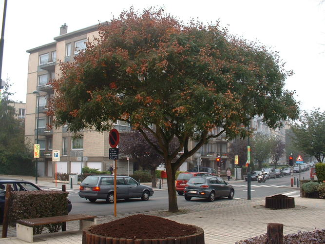 Zeepboom – Oudergem, Gabriel Emile Lebonlaan –  05 Oktober 2005