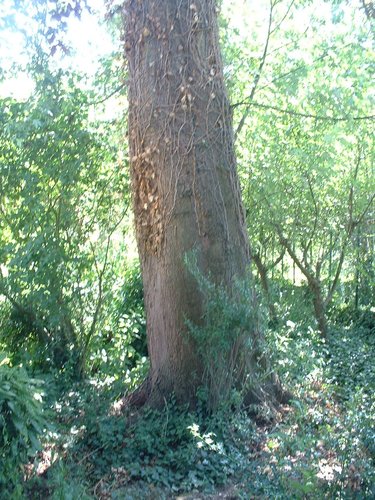 Erable argenté – Forest, Rue Roosendael, 175 –  14 Juillet 2006