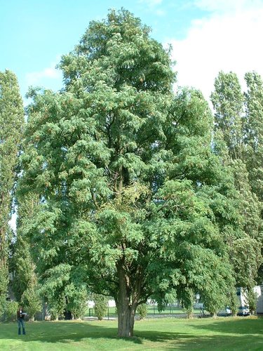 Robinier faux-acacia – Bruxelles, Avenue des Croix de Guerre –  28 Septembre 2006