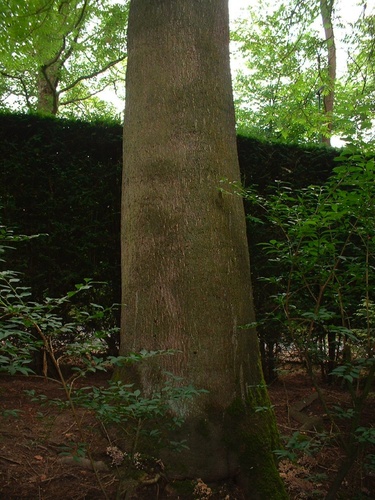 Ailante glanduleux – Watermael-Boitsfort, Parc du château Morel - Domaine de la Héronnière, Rue Nisard, 6 –  21 Juin 2007