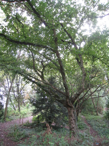 Ostrya carpinifolia – Vorst, Park van Vorst, Parc –  25 August 2010