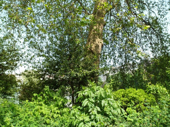 Platane à feuille d'érable – Bruxelles, Square Ambiorix, Marie Louise, Marguerite et avenue Palmerston, Square Marie-Louise –  23 Mai 2012