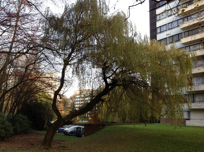 Saule pleureur – Jette, Avenue Henri Liebrecht –  02 Décembre 2013