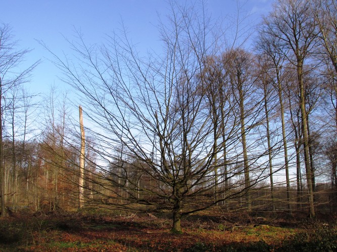 Gewone haagbeuk – Watermaal-Bosvoorde, Zoniënwoud, Bonnier VI –  01 Januari 2014