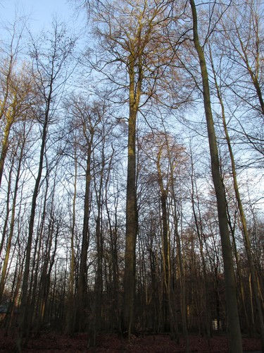 Hêtre d'Europe – Uccle, Forêt de Soignes, Infante VII –  01 Janvier 2014