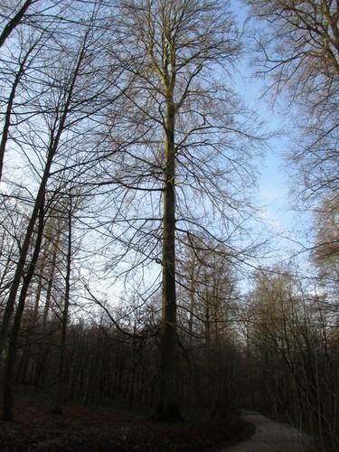 Hêtre d'Europe – Uccle, Forêt de Soignes, Infante VII –  01 Janvier 2014