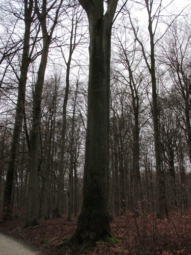 Hêtre d'Europe – Uccle, Forêt de Soignes, Infante I –  01 Janvier 2014