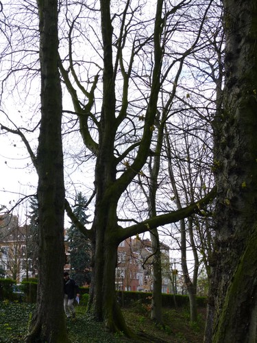 Marronnier commun – Schaerbeek, Parc Josaphat –  25 Mars 2015