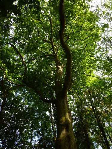 Platane à feuille d'érable – Woluwé-Saint-Pierre, Parc Parmentier –  17 Juin 2014