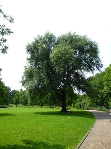 Gewone wilg – Jette, Koning Baudouwijnpark 2 –  22 Juli 2014