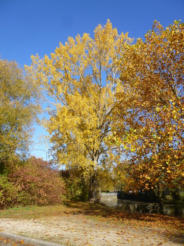 Peuplier du Canada – Anderlecht, Parc de la Pede, Rue des Lapins –  27 Octobre 2015