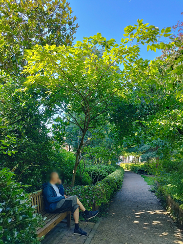 Alnus pendula – Ixelles, Parc Tenbosch –  11 Juillet 2023