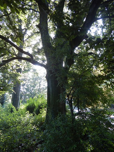 Hêtre pourpre – Forest, Parc de Forest, long de la voirie –  21 Septembre 2021