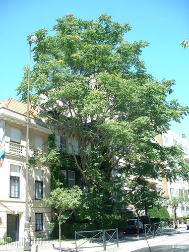 Hemelboom – Brussel, Johannalaan, 27 –  14 Juli 2003