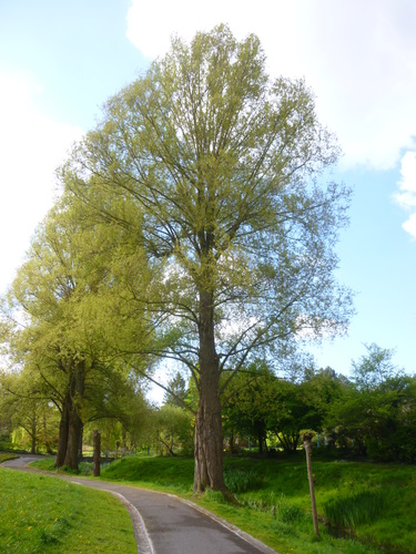 Saule blanc – Auderghem, Parc Seny –  27 Avril 2017