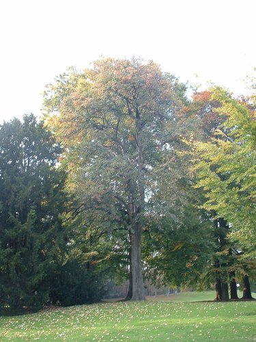 Sorbier de Scandinavie – Bruxelles, Parc public de Laeken, parc –  22 Octobre 2003