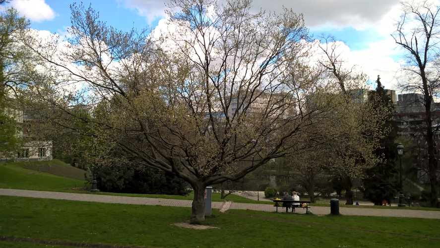 Fagus grandifolia – Brussel, Leopoldpark –  12 April 2016