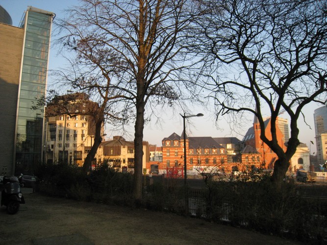 Koninginneboom – Brussel, Leopoldpark –  01 February 2012