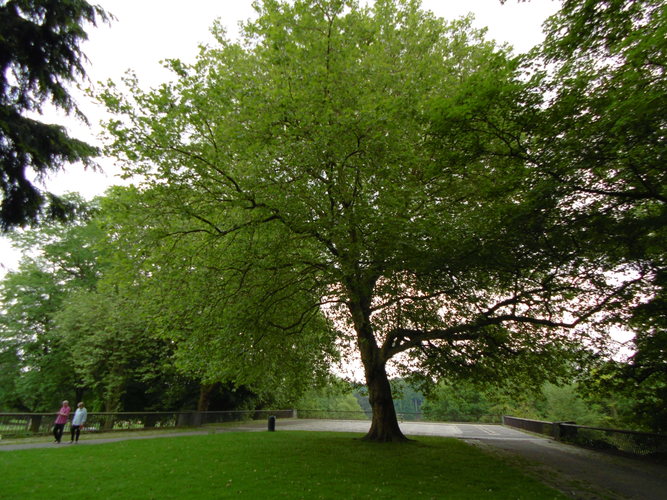 Platane à feuille d'érable – Bruxelles, Parc d'Osseghem –  24 Mai 2017